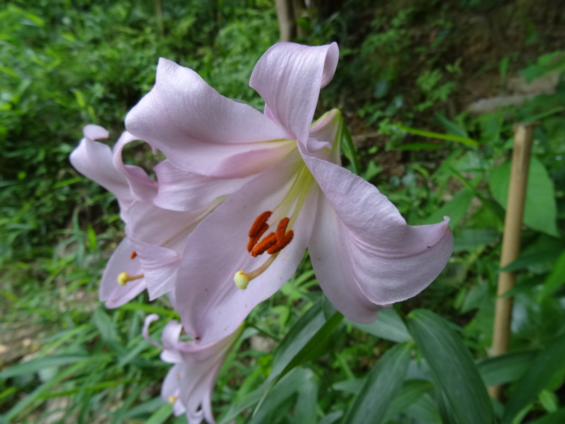 淡輪長生会「ササユリ観賞＆植樹」   in　　うみべの森_c0108460_18214034.jpg