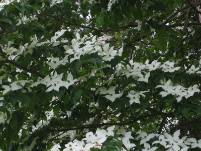 白い花_e0019167_7431977.jpg