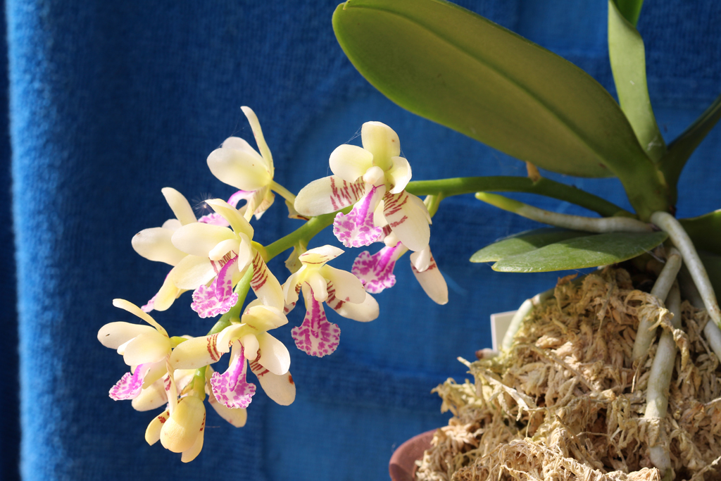 名護蘭：達磨の開花 : The blog of meraki