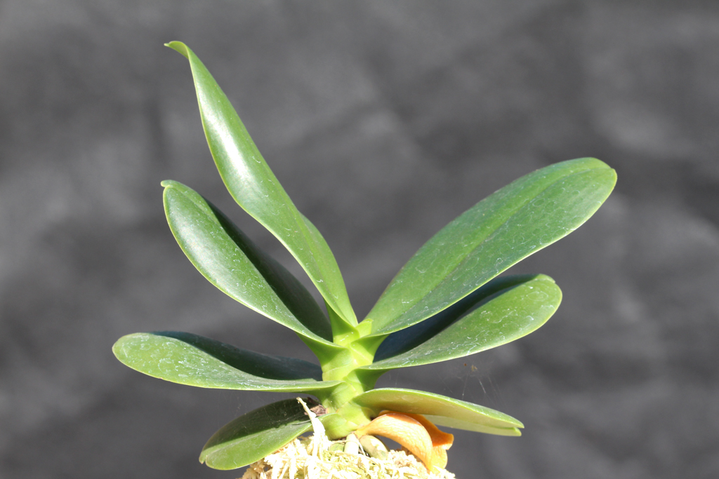 名護蘭：達磨の開花 : The blog of meraki