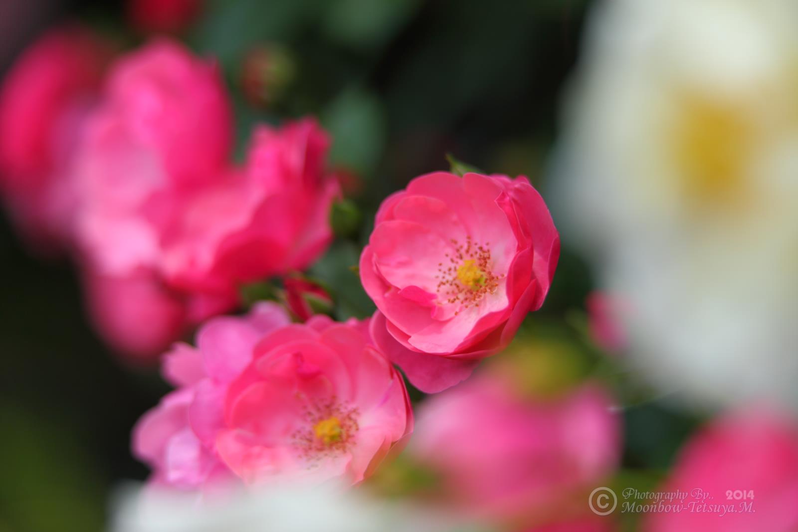 薔薇2014　PINK_e0197769_05343356.jpg