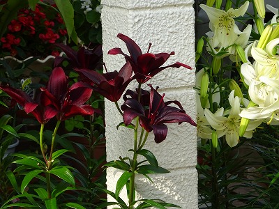 e0222588_17580518.jpg