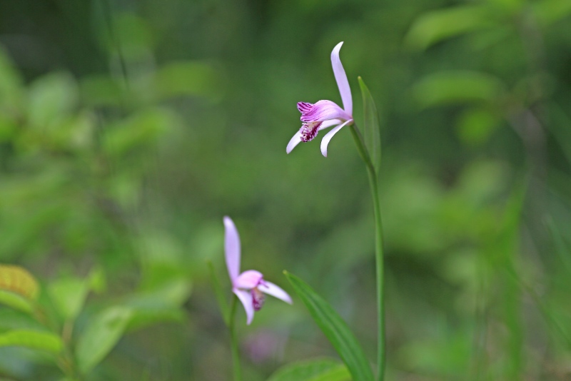 f0000789_87820.jpg