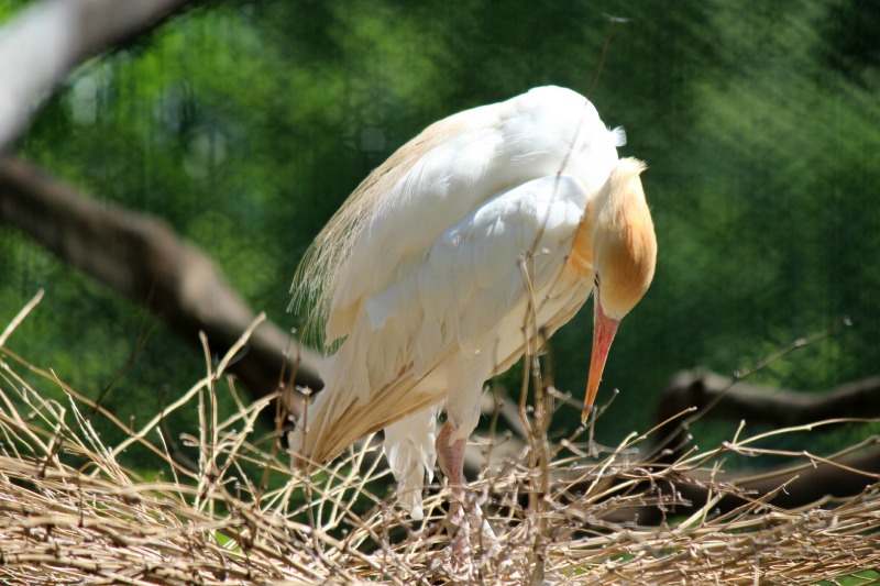 井の頭自然文化園@分園_a0127090_21181624.jpg