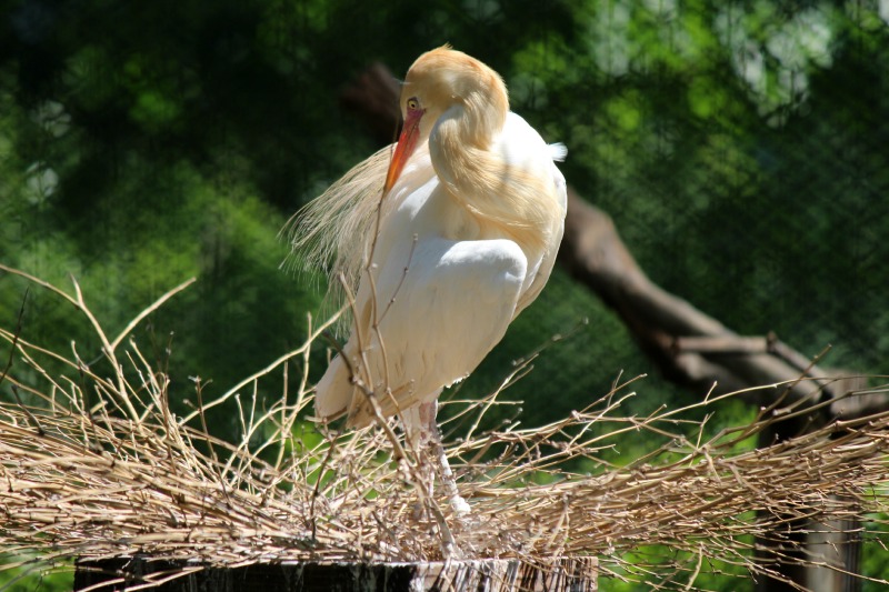 井の頭自然文化園@分園_a0127090_2118469.jpg