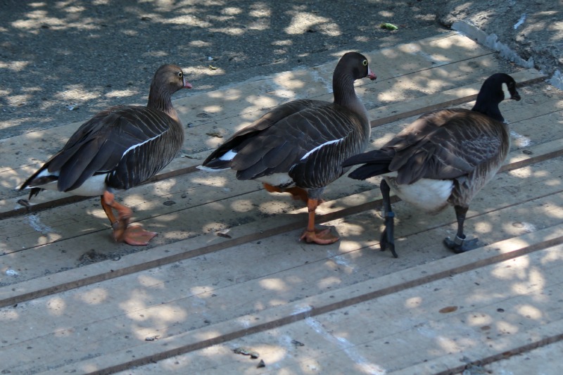 井の頭自然文化園@分園_a0127090_2120120.jpg