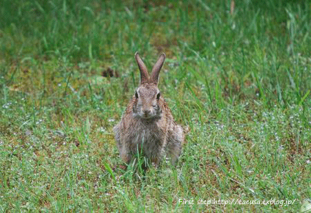 b0148991_0203748.gif