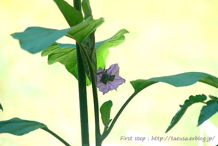 b0148991_0213735.gif