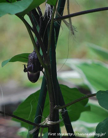 b0148991_0315551.gif
