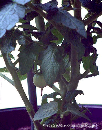b0148991_0365643.gif