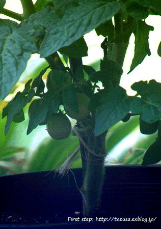 b0148991_037882.gif