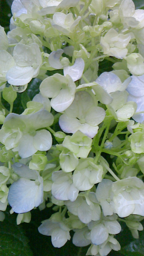 e0148691_21174551.jpg