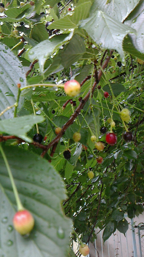 e0148691_21501550.jpg