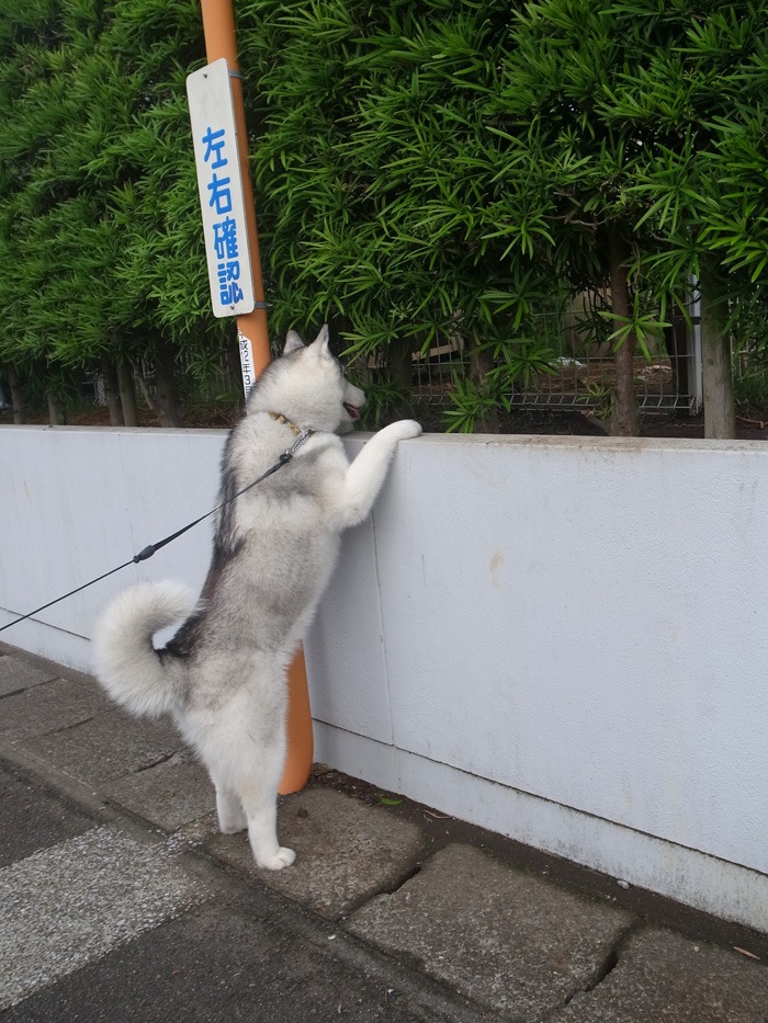 お嬢様の日常 (*^_^*)_c0049299_6202144.jpg