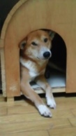 里親さま募集中 ☆ 丹々_f0242002_043640.jpg