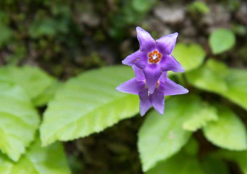 梅雨時の花（鎌倉）_f0196803_8364739.jpg