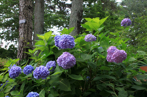 あじさい開花_e0048413_18152313.jpg