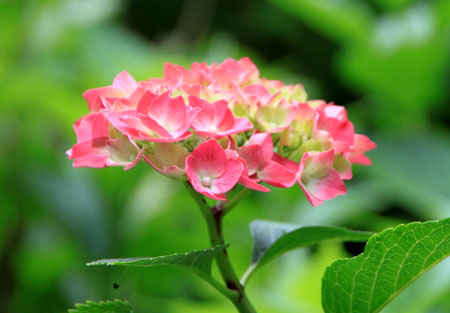 あじさい開花_e0048413_18161083.jpg
