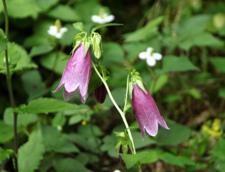 あじさい開花_e0048413_1816316.jpg