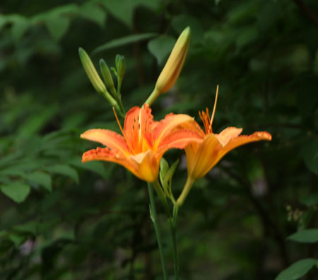 あじさい開花_e0048413_18163187.jpg