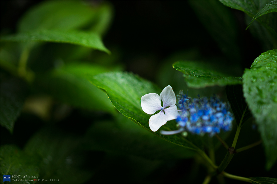 SONY α7 スナップ #124_e0117517_2323888.jpg