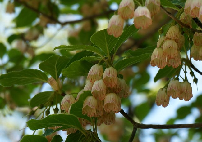 初夏の箱根湿性花園にて②_e0021129_3215341.jpg