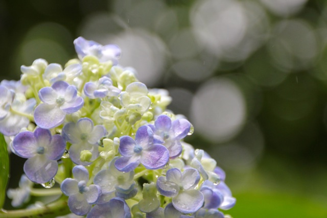 【正覚寺】＊紫陽花 -2- ＊_f0348831_07585925.jpg