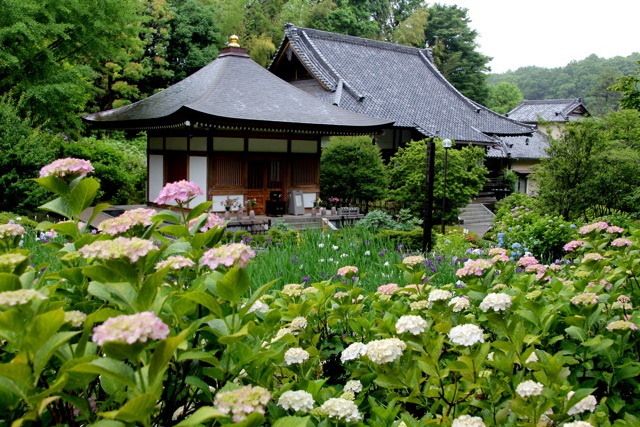 【正覚寺】＊紫陽花 -2- ＊_f0348831_07591940.jpg