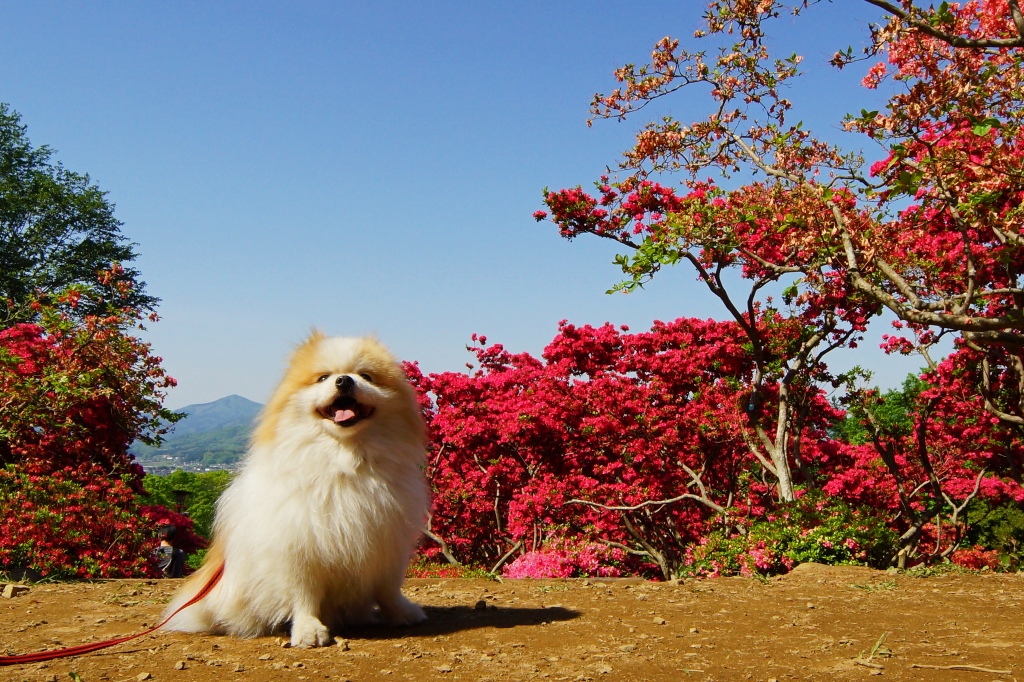 笠間のつつじ祭り　　2014_06_12　更新_e0229455_01574053.jpg