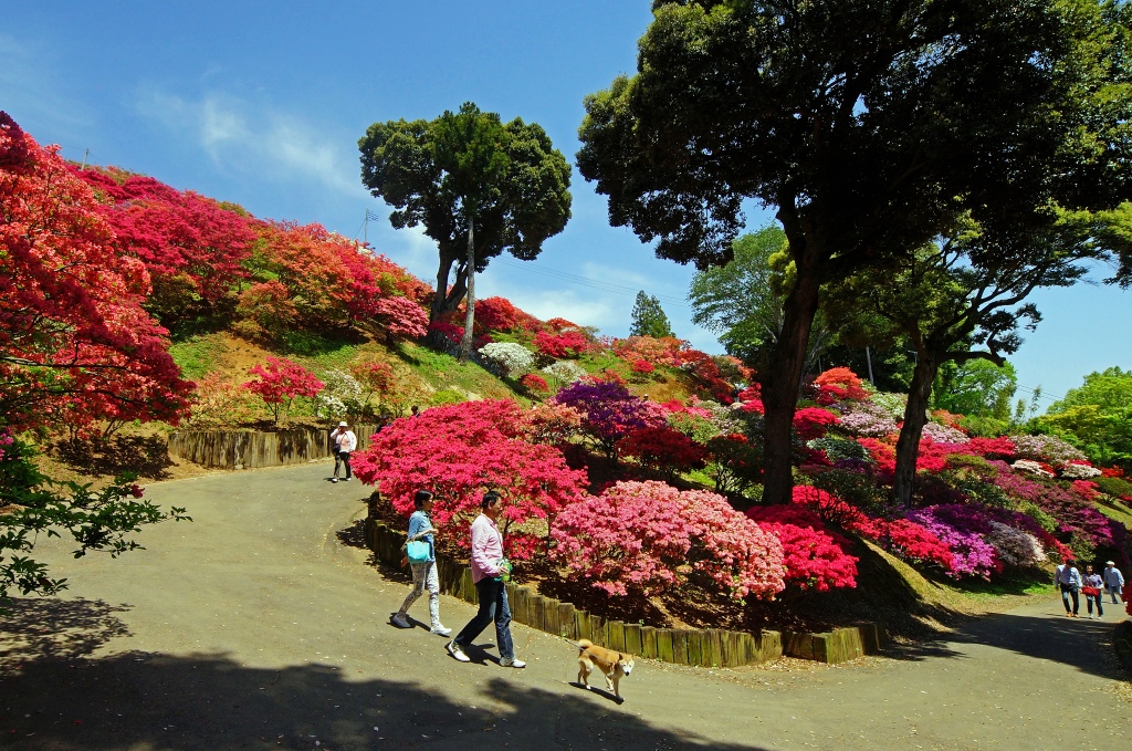 笠間のつつじ祭り　　2014_06_12　更新_e0229455_01580165.jpg