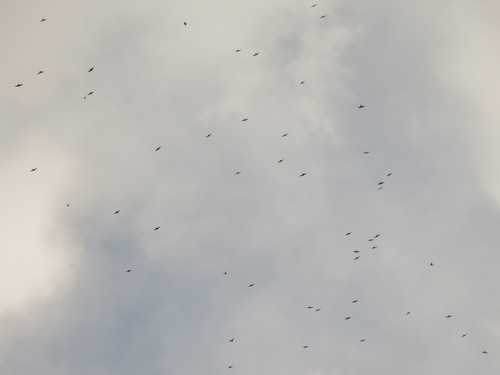 b0160957_17391041.jpg