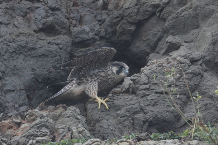 ハヤブサ幼鳥_f0135157_15571150.jpg