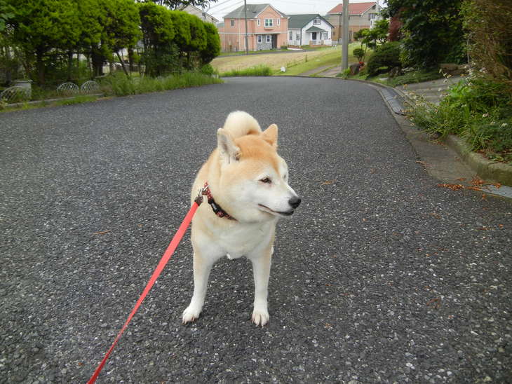 ’14,6,11(水)実家に行ってきたよ~!_f0060461_8505682.jpg