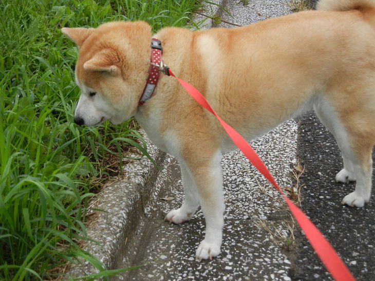 ’14,6,11(水)実家に行ってきたよ~!_f0060461_8514410.jpg