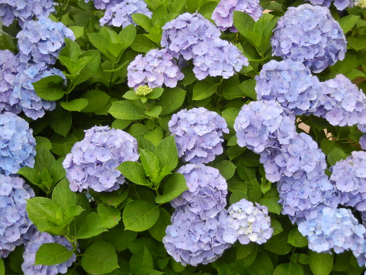 ’14,6,11(水)実家に行ってきたよ~!_f0060461_8533322.jpg
