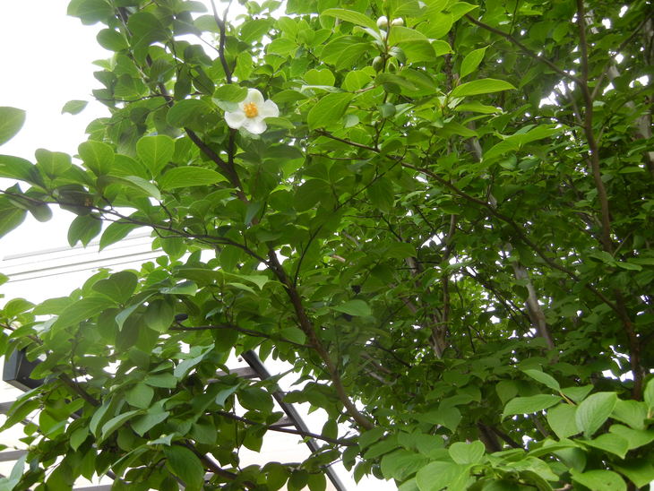 ’14,6,11(水)実家に行ってきたよ~!_f0060461_9123920.jpg