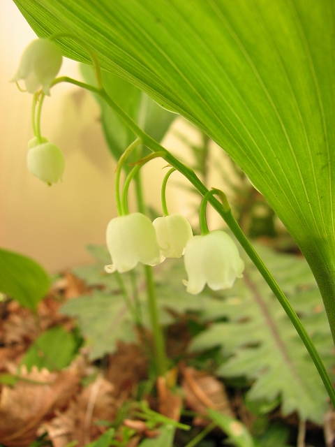 日本のスズラン （鈴蘭、別名：君影草） : たてしな気まぐれ通信