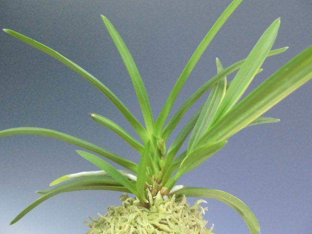 富貴蘭 綾姫 : DREAM GRASSES