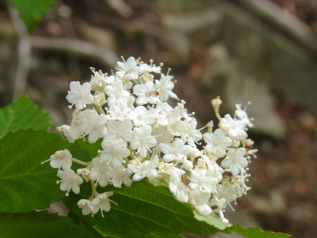 2014/05/22　天神山　尾崎山　文台山　矢花山　後編_d0233770_23392126.jpg