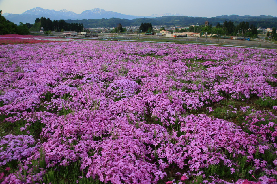 芝桜（１）_e0096372_06312339.jpg