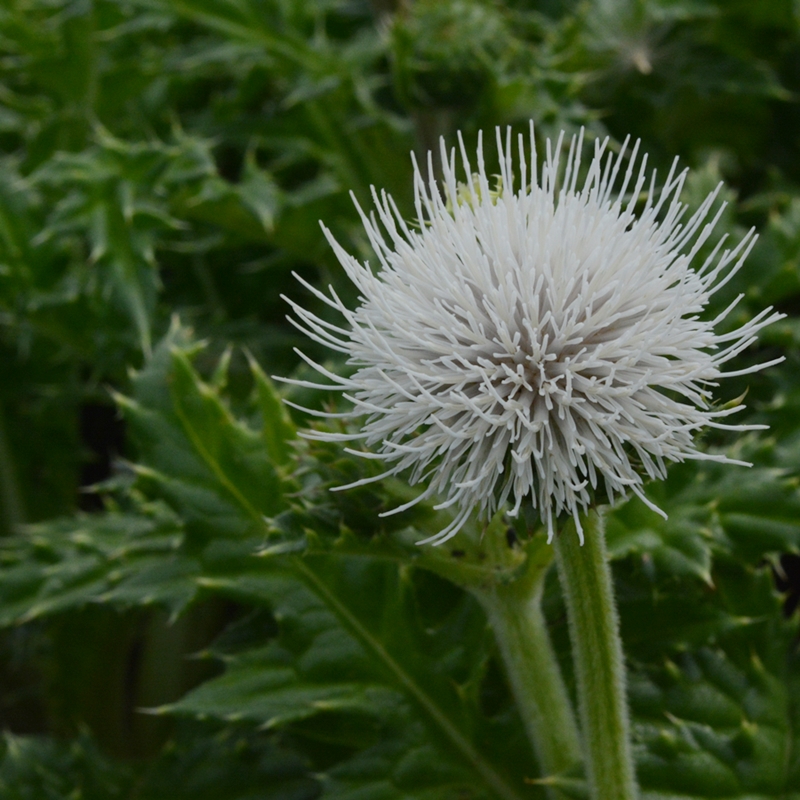 白薊 シロアザミ 生き物たちに乾杯 野に咲く花に心を込めて 白薊 シロアザミ 生き物たちに乾杯 野に咲く花に心を込めて