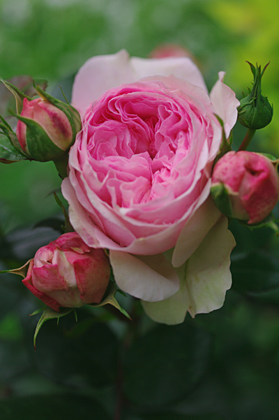 初薔薇はマリアテレジア 花日記