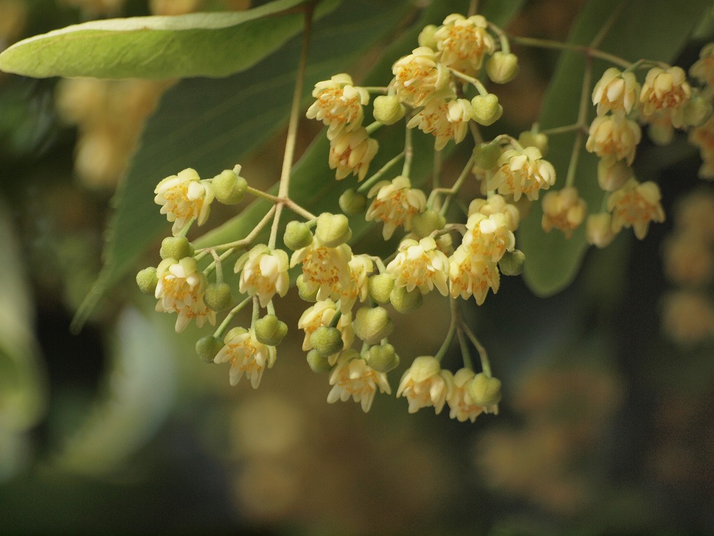 美江寺境内の菩提樹の花 自然風の自然風だより