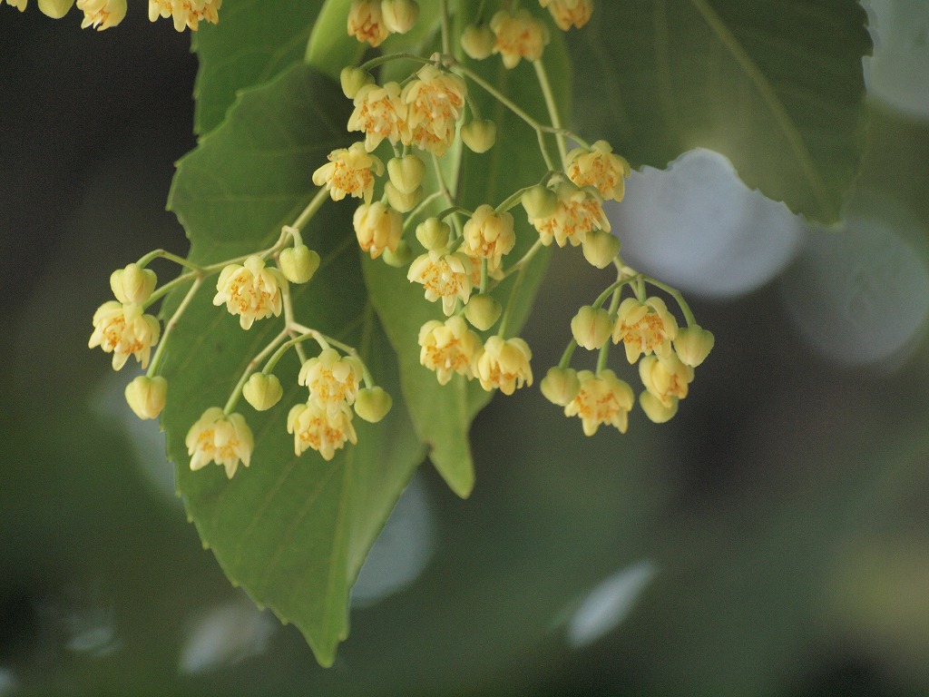 美江寺境内の菩提樹の花 自然風の自然風だより