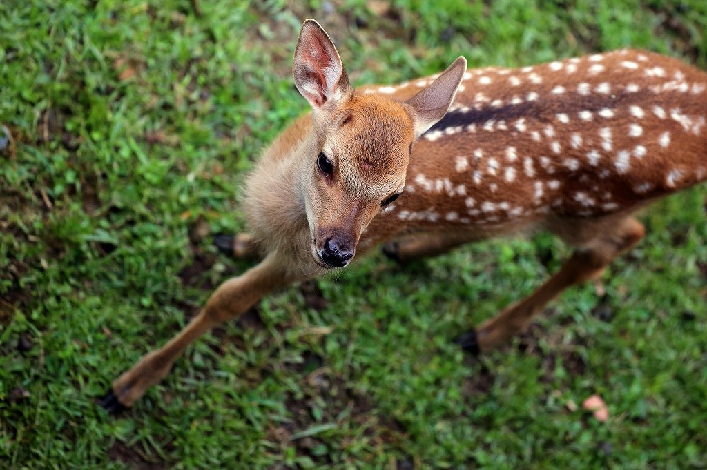 小鹿のバンビ : Cherish Everyday