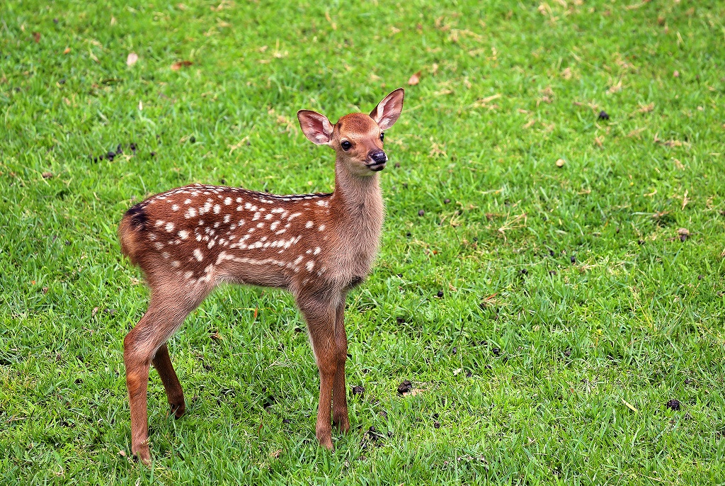 バンビー小鹿 動物シリーズ 道端のバンビ: 山も星も
