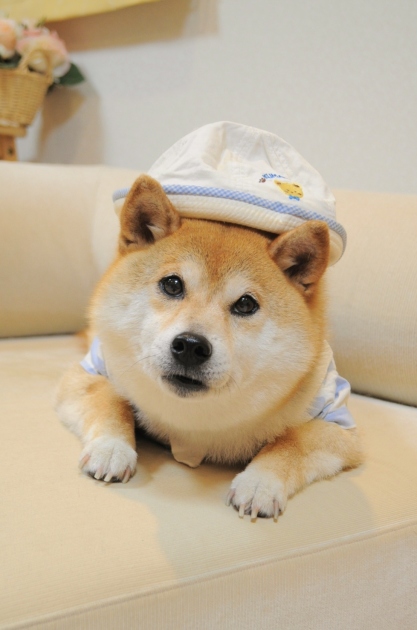 新たな楽しみ_a0126590_23145440.jpg