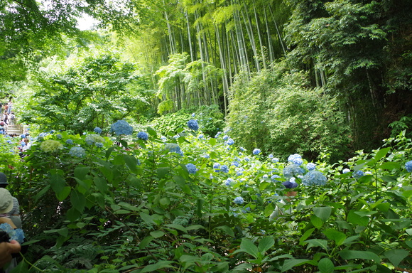 e0161692_10245340.jpg