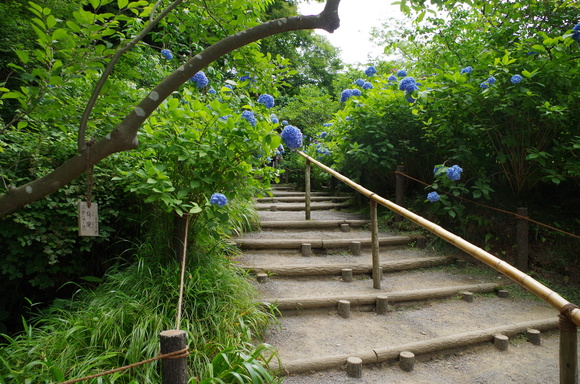 e0161692_10252670.jpg