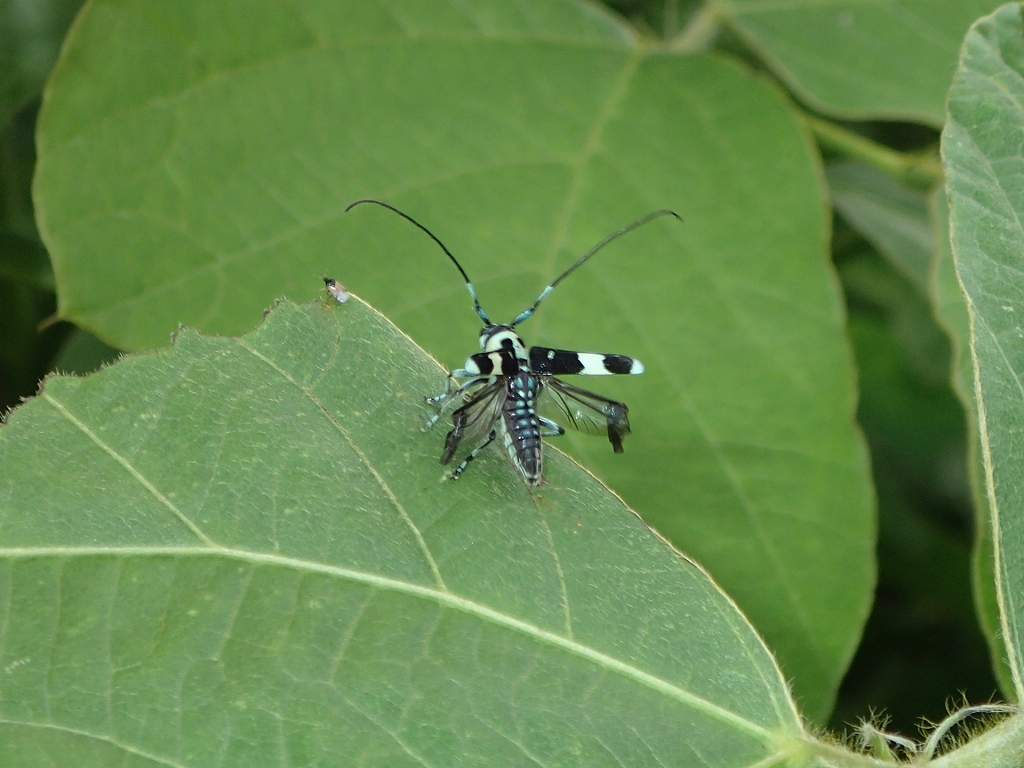 ラミーカミキリの飛ぶ瞬間 : 虫央堂Ⅱ